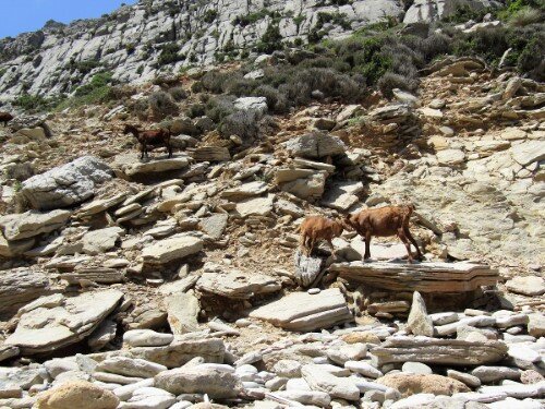 Cabras cera de Cala Bóquer