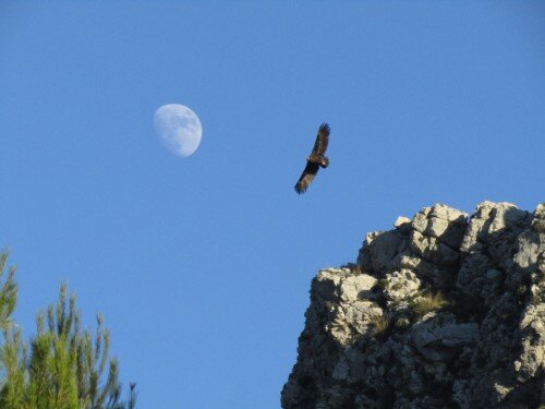 Ave sobrevolando Cúber